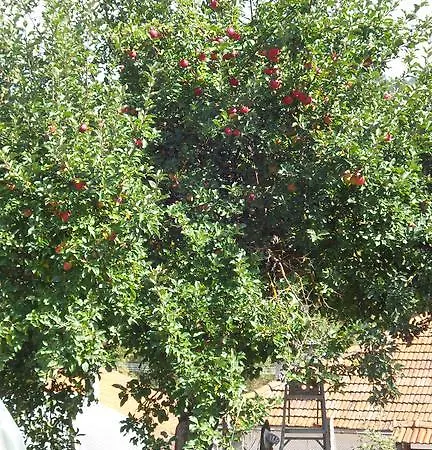 Kamenik Pensionat